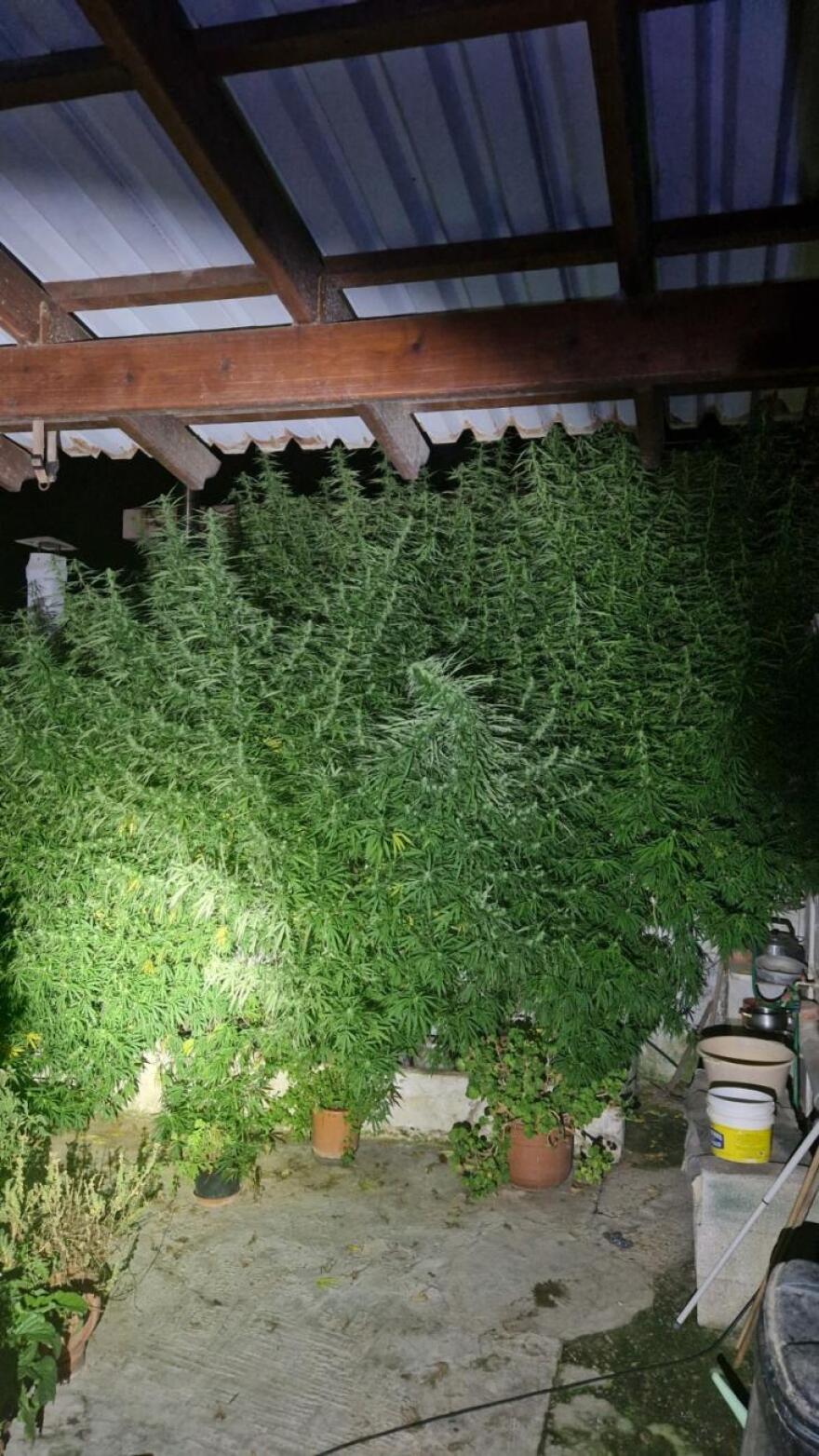 Φυτείες με γιγάντια δενδρύλλια κάνναβης σε Χανιά και Πύργο