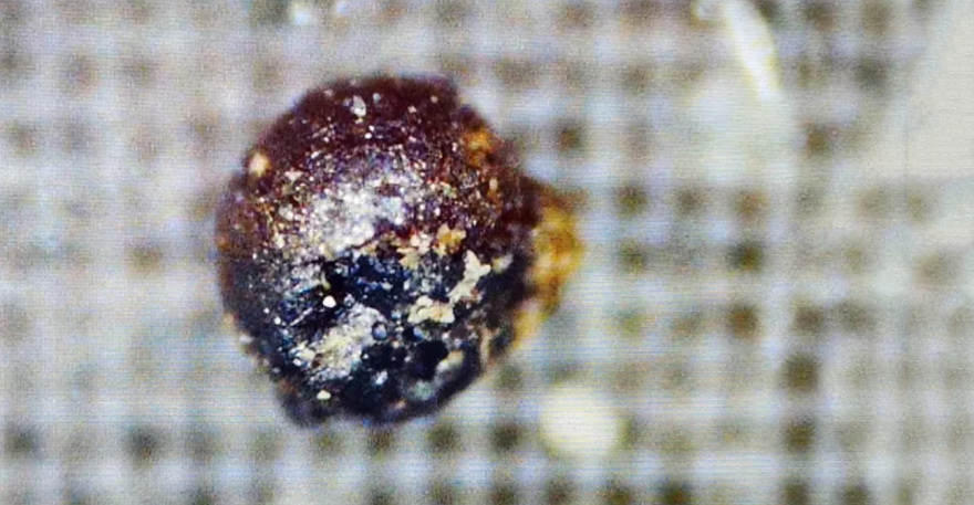 Τα μυστηριώδη σφαιρίδια που βρέθηκαν στον Ειρηνικό έχουν διαστρική προέλευση, λέει καθηγητής του Χάρβαρντ