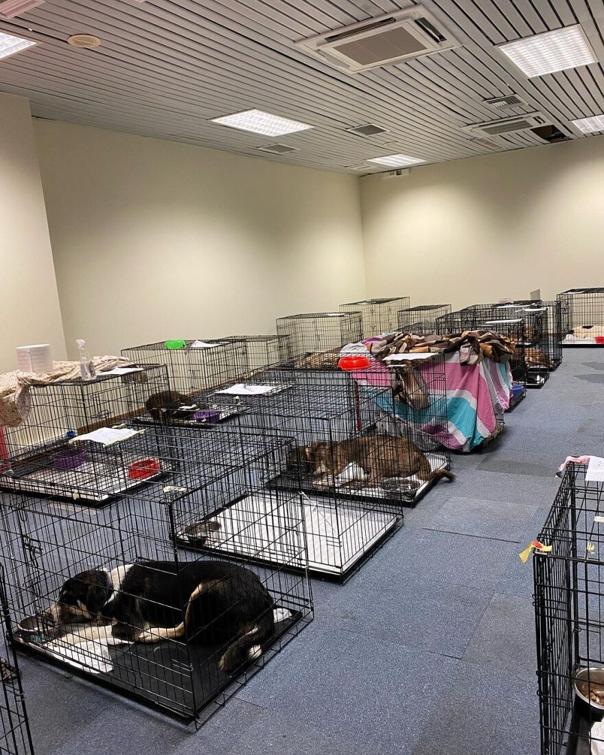 Φωτιές: Αύριο 31 Αυγούστου η πρώτη ημέρα υιοθεσίας πυρόπληκτων ζώων στο Γαλάτσι