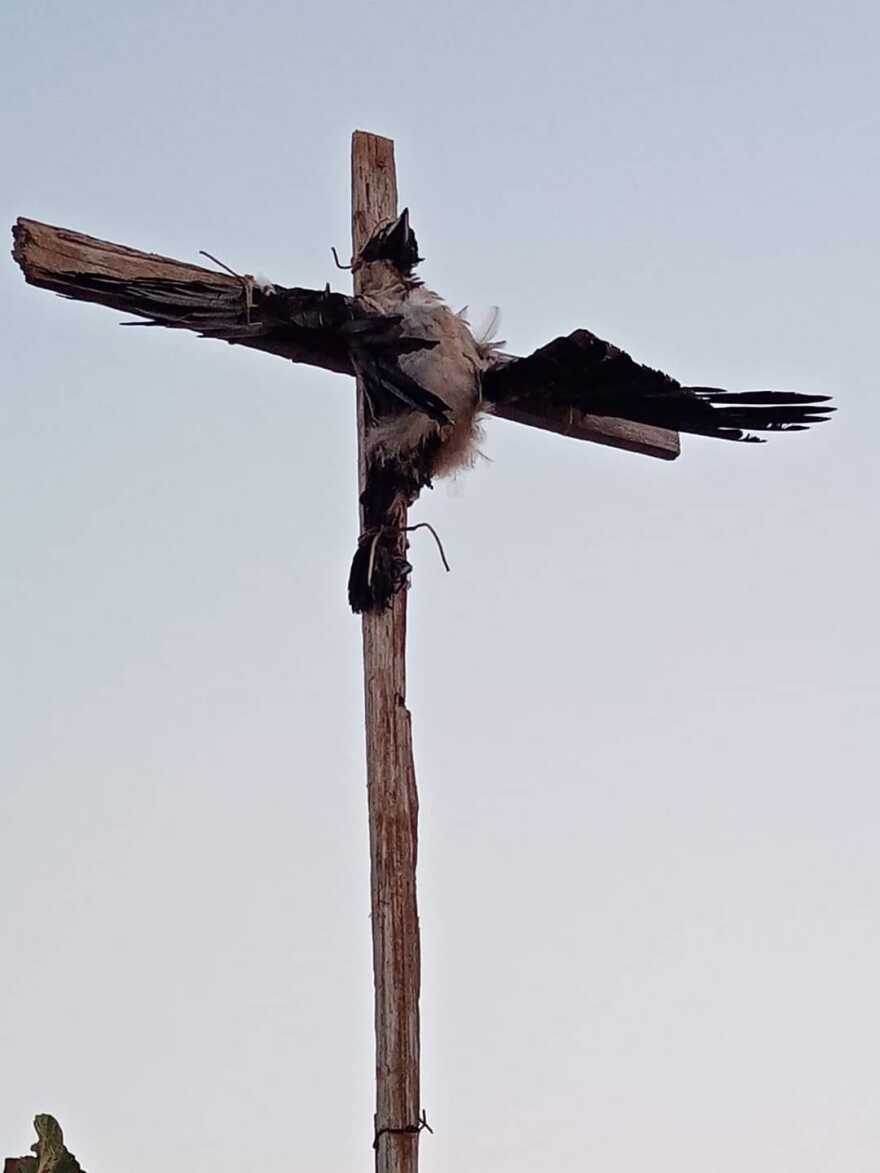 Πάρος: Σταύρωσαν κοράκι και το κρέμασαν σε κοινή θέα - Συνελήφθη ο δράστης