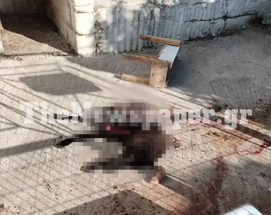 Κατακρεούργησαν αρνί σε αυλή σπιτιού σε χωριό της Μαγνησίας