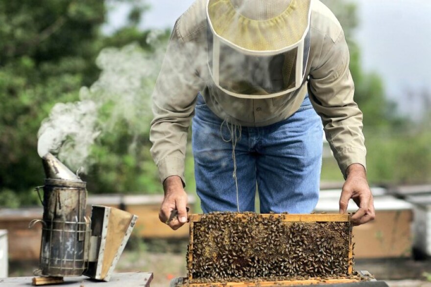 Μέλισσες: Οι επιπτώσεις των πυρκαγιών και της κλιματικής καταστροφής στους αρχαιότερους κατοίκους της Γης