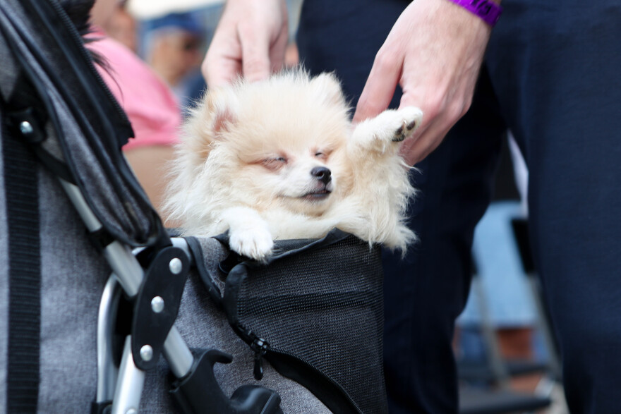 Το πρώτο Δημοτικό Κτηνιατρείο άνοιξε τις πόρτες του στην Αθήνα - Δείτε φωτογραφίες