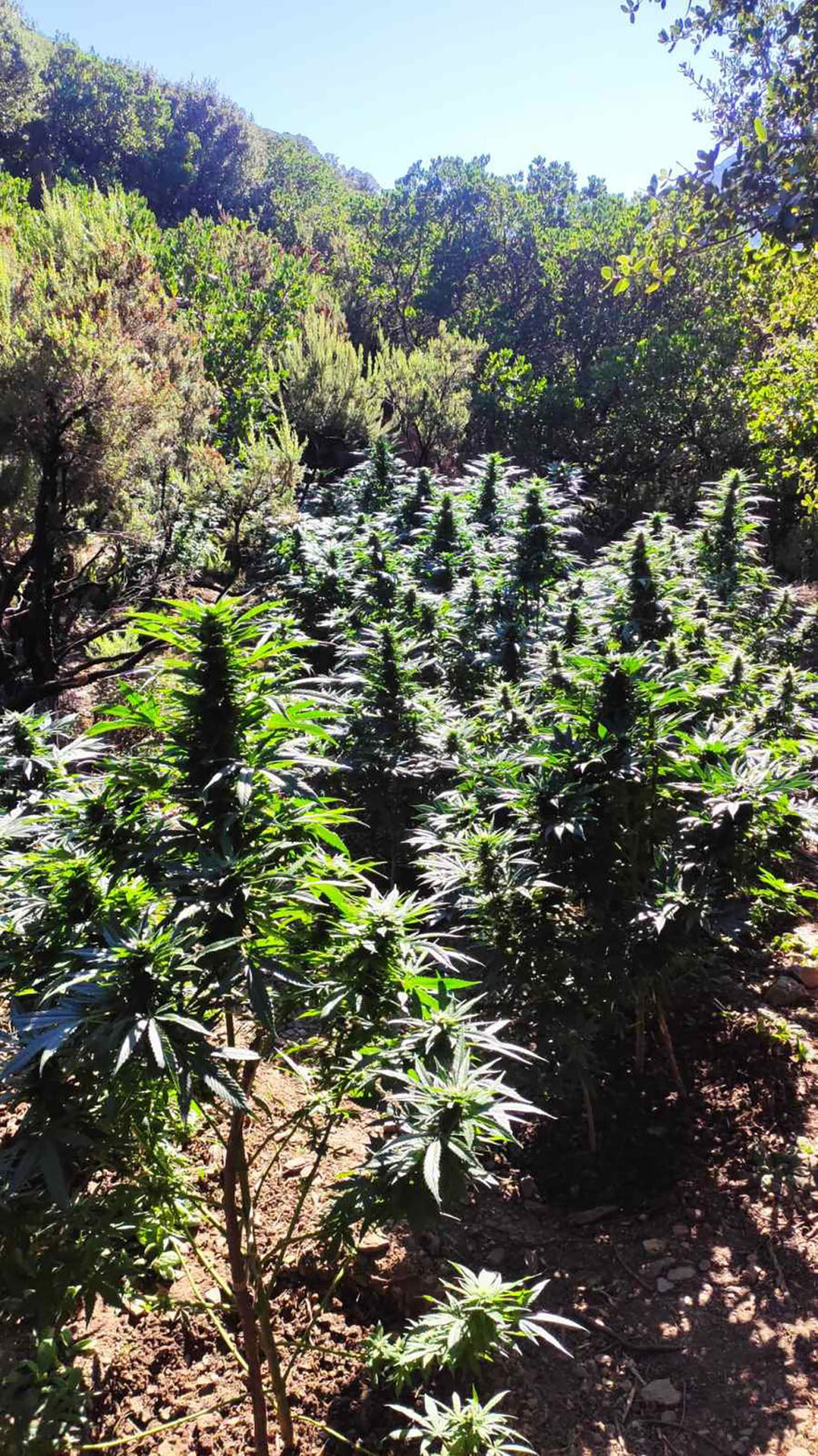 Αλβανός καλλιεργούσε τρεις φυτείες με 760 χασισόδεντρα στα Χανιά