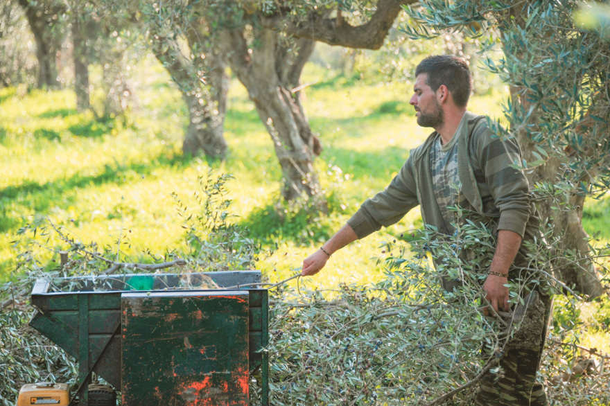 Γιατί ακριβαίνει το ελαιόλαδο; - Είναι στο υψηλότερο επίπεδο όλων των εποχών 