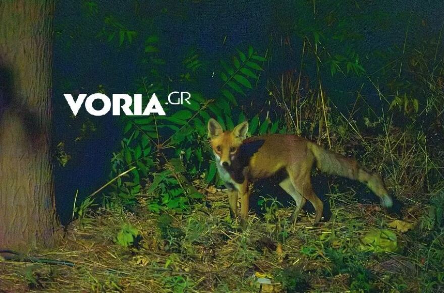 Θεσσαλονίκη: Κοπάδι 20 αγριογούρουνων βγήκε... βόλτα στα ανατολικά της πόλης