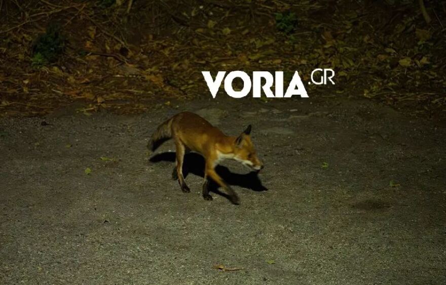 Θεσσαλονίκη: Κοπάδι 20 αγριογούρουνων βγήκε... βόλτα στα ανατολικά της πόλης