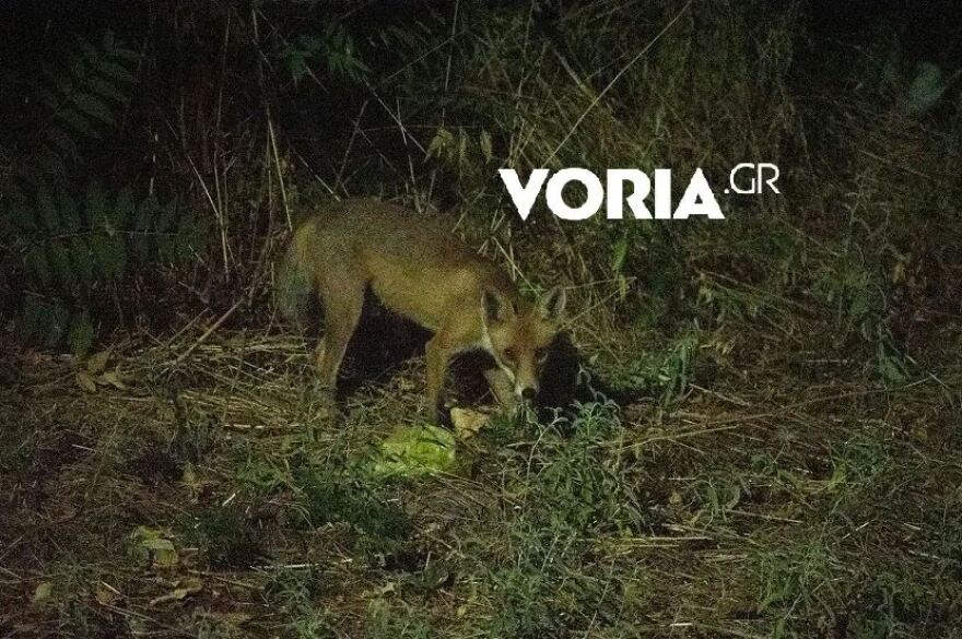 Θεσσαλονίκη: Κοπάδι 20 αγριογούρουνων βγήκε... βόλτα στα ανατολικά της πόλης