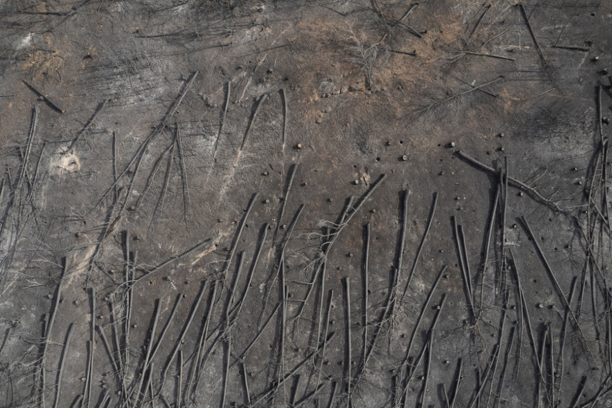 Φωτιά στον Έβρo: Σώθηκε ο αρχαίος ελαιώνας της Μάκρης, καταστράφηκε το δάσος της Κίρκης - Φωτογραφίες 