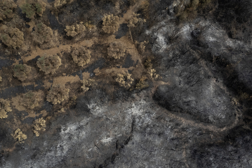 Φωτιά στον Έβρo: Σώθηκε ο αρχαίος ελαιώνας της Μάκρης, καταστράφηκε το δάσος της Κίρκης - Φωτογραφίες 