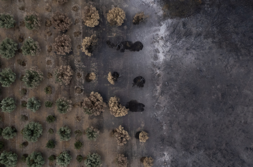 Φωτιά στον Έβρo: Σώθηκε ο αρχαίος ελαιώνας της Μάκρης, καταστράφηκε το δάσος της Κίρκης - Φωτογραφίες 