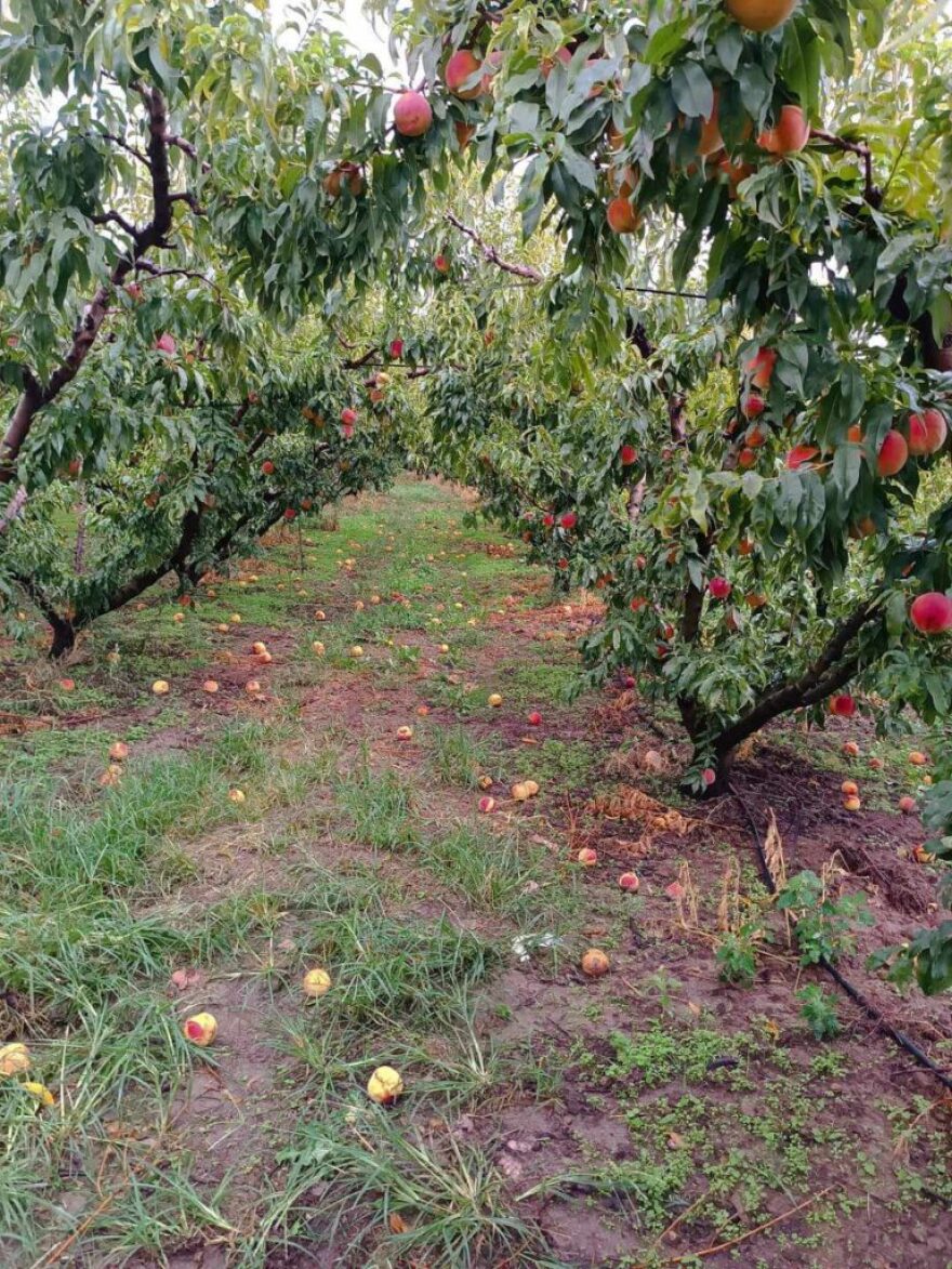 Κακοκαιρία Daniel - Κοζάνη: Μεγάλες καταστροφές στον κάμπο του Βελβεντού