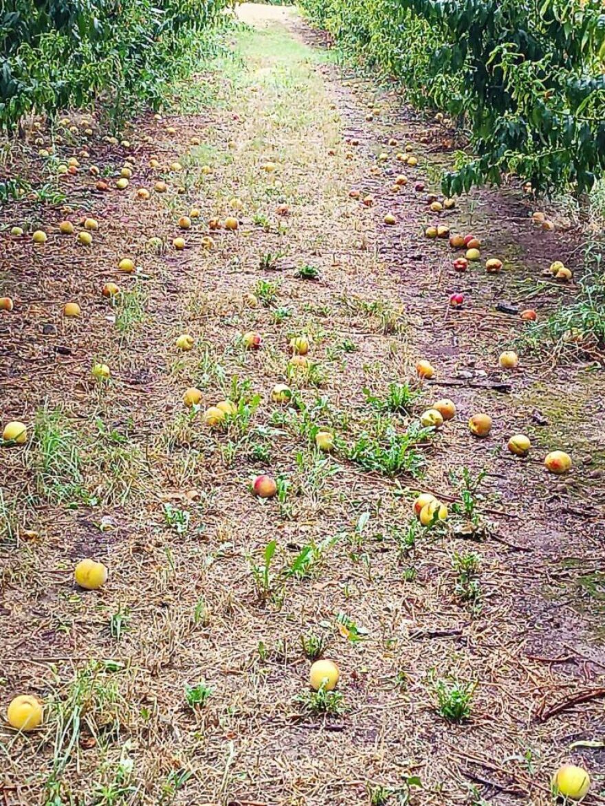 Κακοκαιρία Daniel - Κοζάνη: Μεγάλες καταστροφές στον κάμπο του Βελβεντού