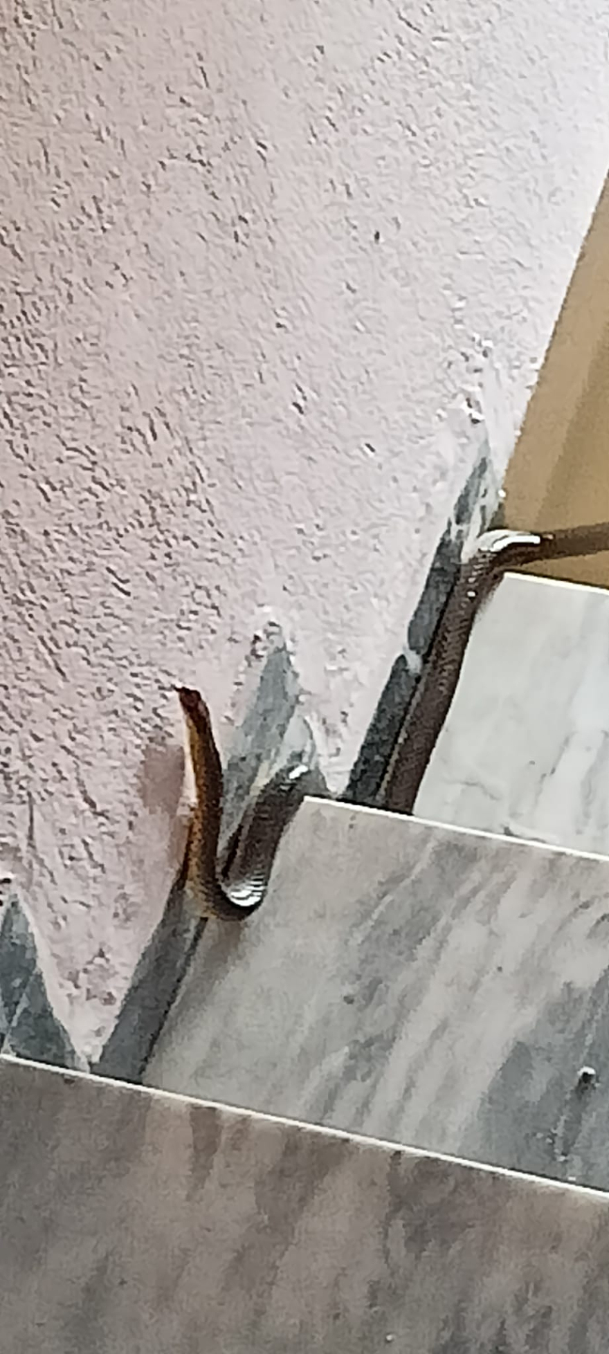 Μαραθέα Καρδίτσας: Δραματική έκκληση για 15 εγκλωβισμένους - Ανεβαίνουν τα νερά αλλά και τα φίδια!