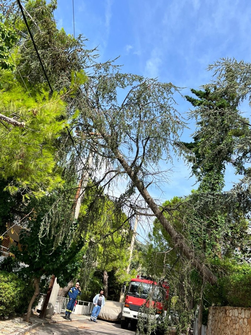 Διακοπές ρεύματος στα βόρεια προάστια από πτώσεις δέντρων σε καλώδια – Δείτε φωτογραφίες