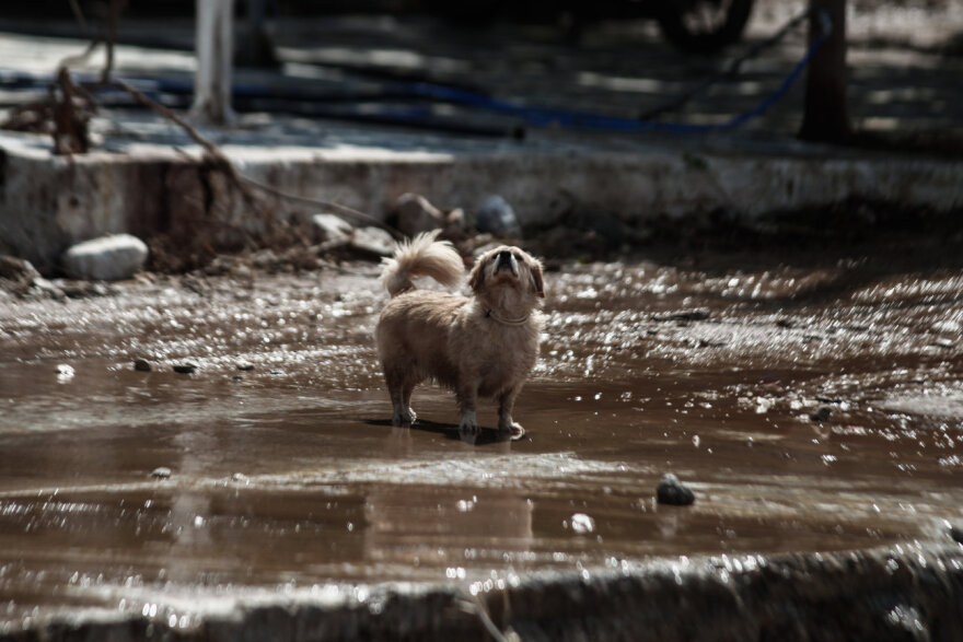 Κακοκαιρία Daniel - Μαγνησία: Η καταστροφή στη Μηλίνα Πηλίου μέσα από 20 φωτογραφίες