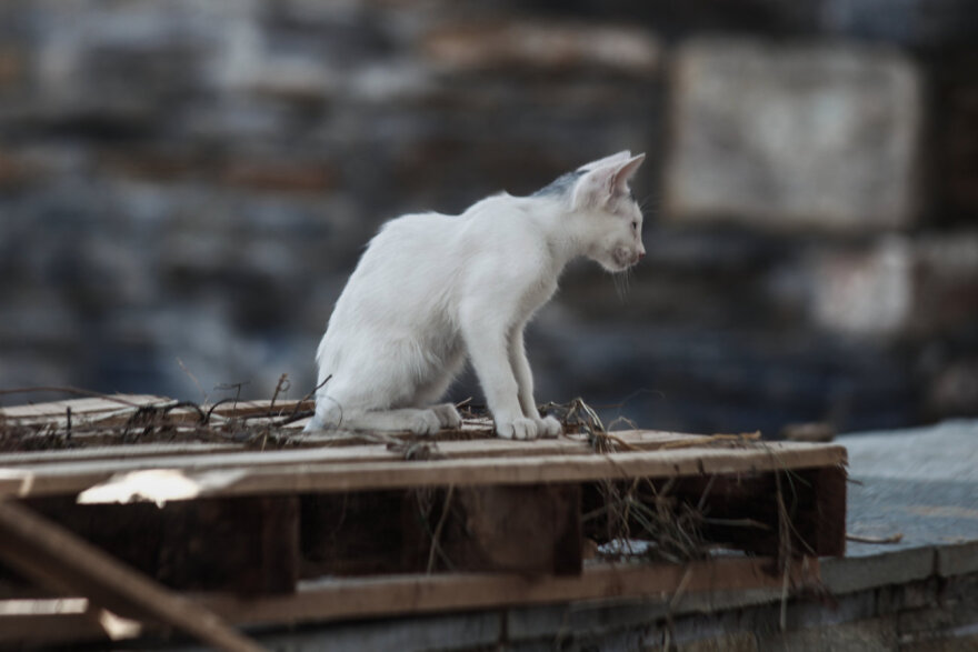 Κακοκαιρία Daniel - Μαγνησία: Η καταστροφή στη Μηλίνα Πηλίου μέσα από 20 φωτογραφίες