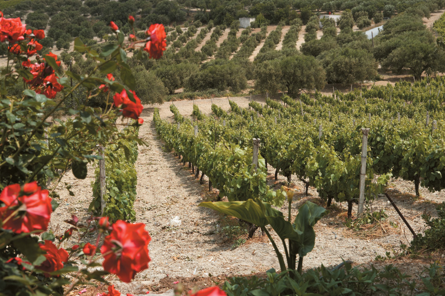 Οι Αntetokounbros βρήκαν συνεταίρους για καλά κρασιά στην οινοποιία Μπουτάρη