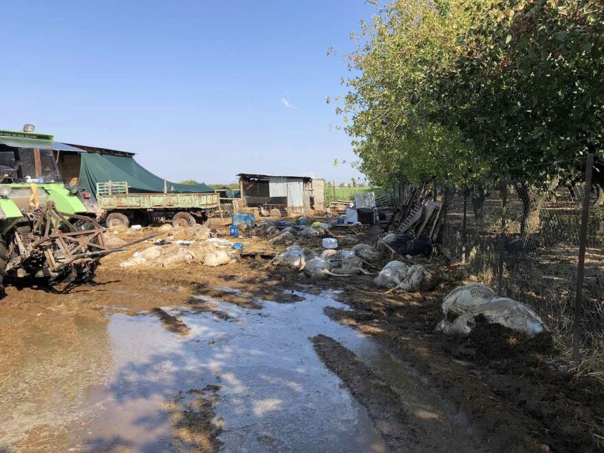 Κακοκαιρία Daniel: Μαζεύουν πάνω από 2.600 νεκρά ζώα σε Καρδίτσα, Ριζόμυλο και Στεφανοβίκειο (φωτογραφίες)