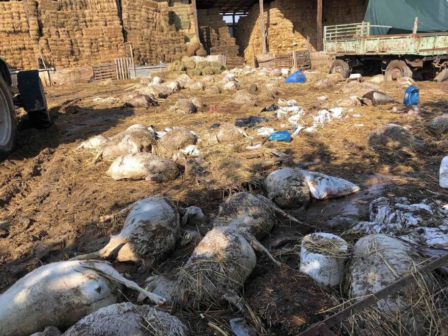 Κακοκαιρία Daniel: Μαζεύουν πάνω από 2.600 νεκρά ζώα σε Καρδίτσα, Ριζόμυλο και Στεφανοβίκειο (φωτογραφίες)