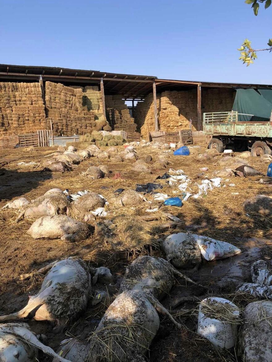 Κακοκαιρία Daniel: Μαζεύουν πάνω από 2.600 νεκρά ζώα σε Καρδίτσα, Ριζόμυλο και Στεφανοβίκειο (φωτογραφίες)