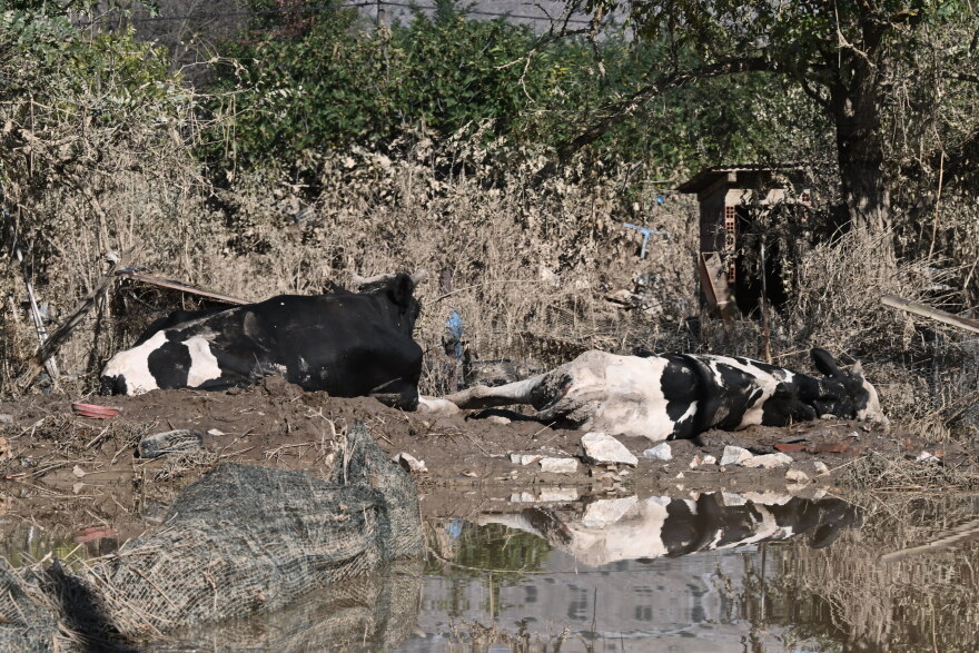 Εικόνες - σοκ από τον θεσσαλικό κάμπο - «Βουνό» τα νεκρά ζώα μετά τις πλημμύρες