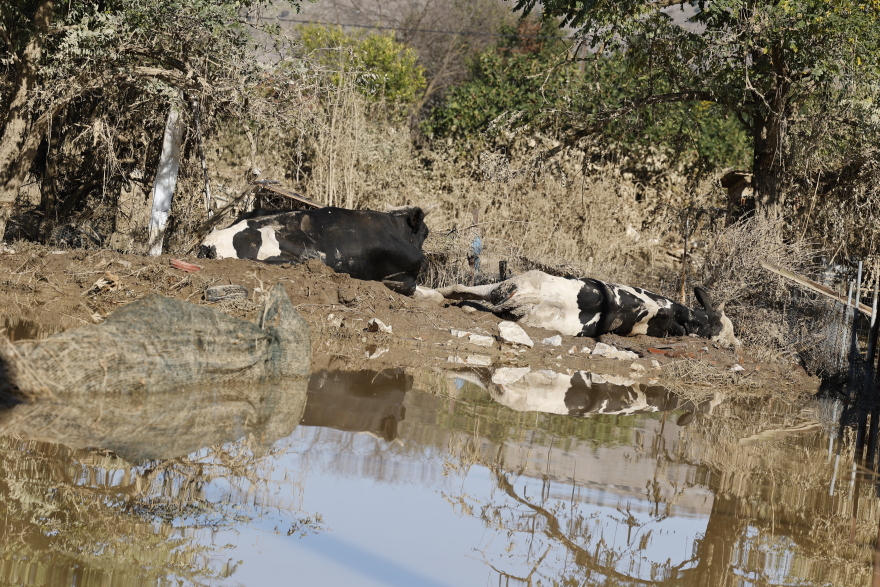 Κακοκαιρία Daniel: Απέραντο νεκροταφείο ζώων ο θεσσαλικός κάμπος - Αποκαρδιωτικό βίντεο