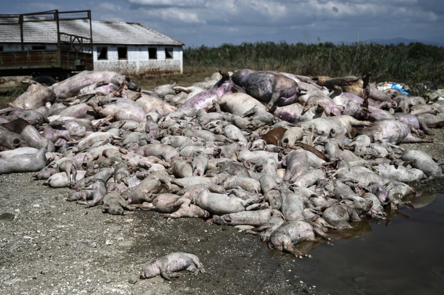 Εικόνες - σοκ από τον θεσσαλικό κάμπο - «Βουνό» τα νεκρά ζώα μετά τις πλημμύρες