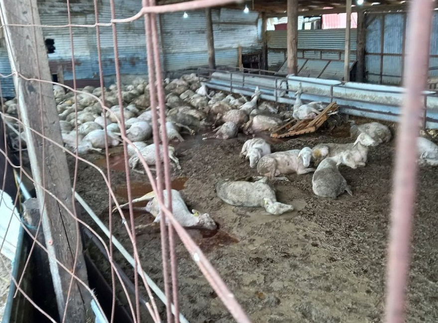 Εικόνες - σοκ από τον θεσσαλικό κάμπο - «Βουνό» τα νεκρά ζώα μετά τις πλημμύρες