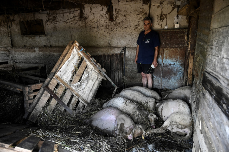 Εικόνες - σοκ από τον θεσσαλικό κάμπο - «Βουνό» τα νεκρά ζώα μετά τις πλημμύρες