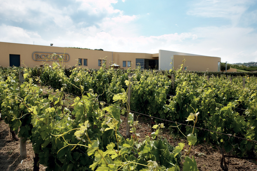 Αντετοκούνμπο: Τα αδέλφια αφήνουν για λίγο το μπάσκετ για να περιηγηθούν στους... αμπελώνες Μπουτάρη