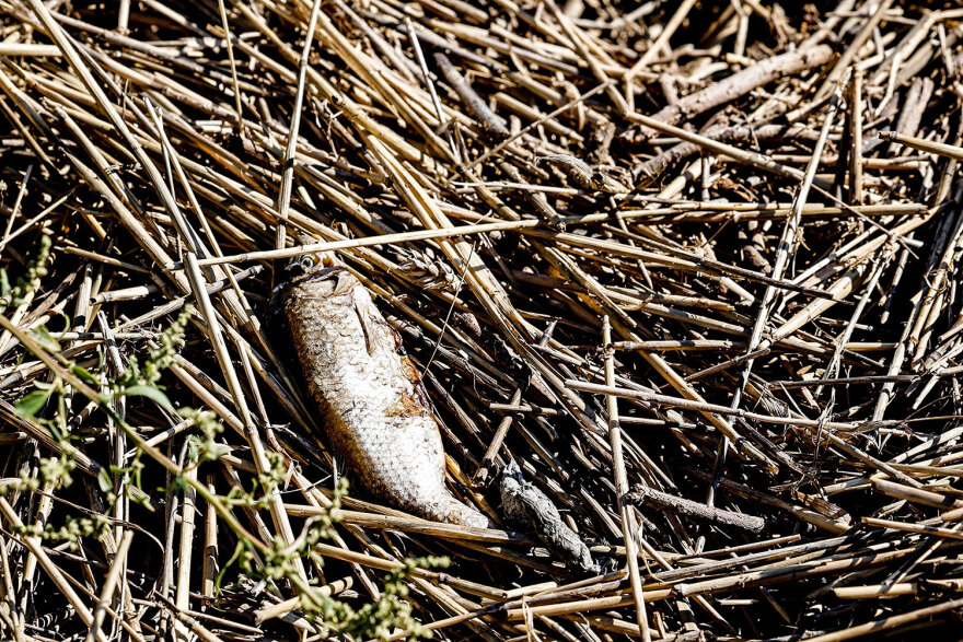 Κακοκαιρία «Daniel»: Νεκρά ζώα παντού στη Θεσσαλία - Μπήκε και ο στρατός στη «μάχη» της περισυλλογής - Δείτε φωτογραφίες