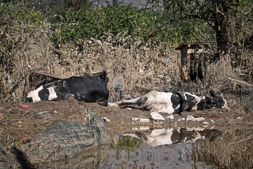 Κακοκαιρία «Daniel»: Νεκρά ζώα παντού στη Θεσσαλία - Μπήκε και ο στρατός στη «μάχη» της περισυλλογής - Δείτε φωτογραφίες
