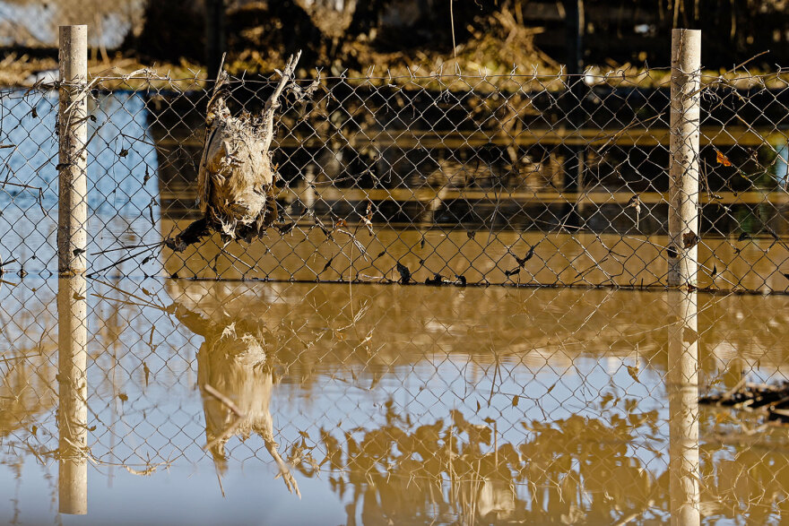 Κακοκαιρία «Daniel»: Νεκρά ζώα παντού στη Θεσσαλία - Μπήκε και ο στρατός στη «μάχη» της περισυλλογής - Δείτε φωτογραφίες
