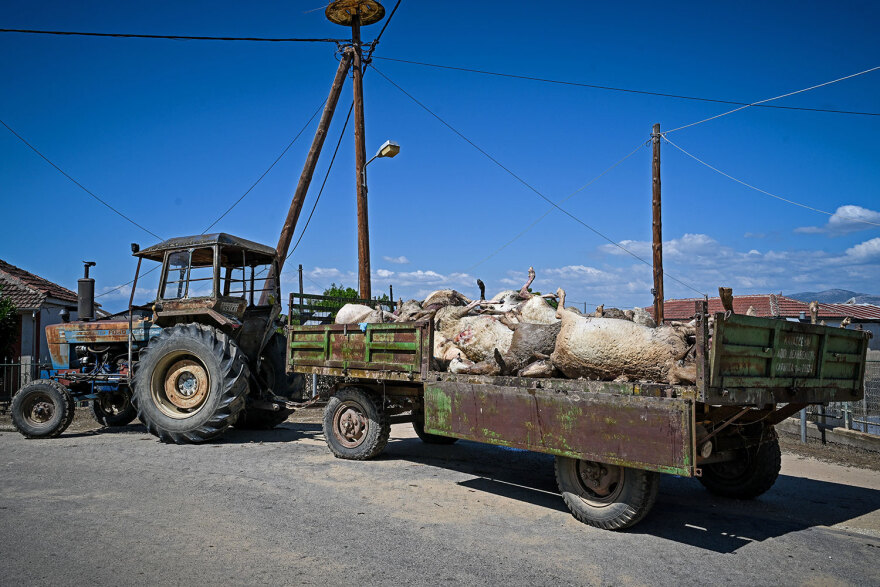 Κακοκαιρία «Daniel»: Νεκρά ζώα παντού στη Θεσσαλία - Μπήκε και ο στρατός στη «μάχη» της περισυλλογής - Δείτε φωτογραφίες