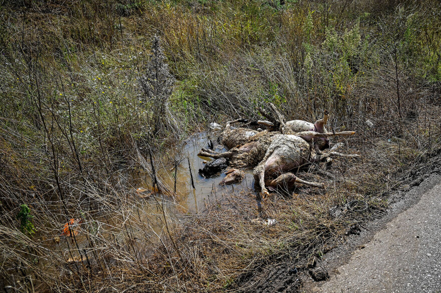 Κακοκαιρία «Daniel»: Νεκρά ζώα παντού στη Θεσσαλία - Μπήκε και ο στρατός στη «μάχη» της περισυλλογής - Δείτε φωτογραφίες