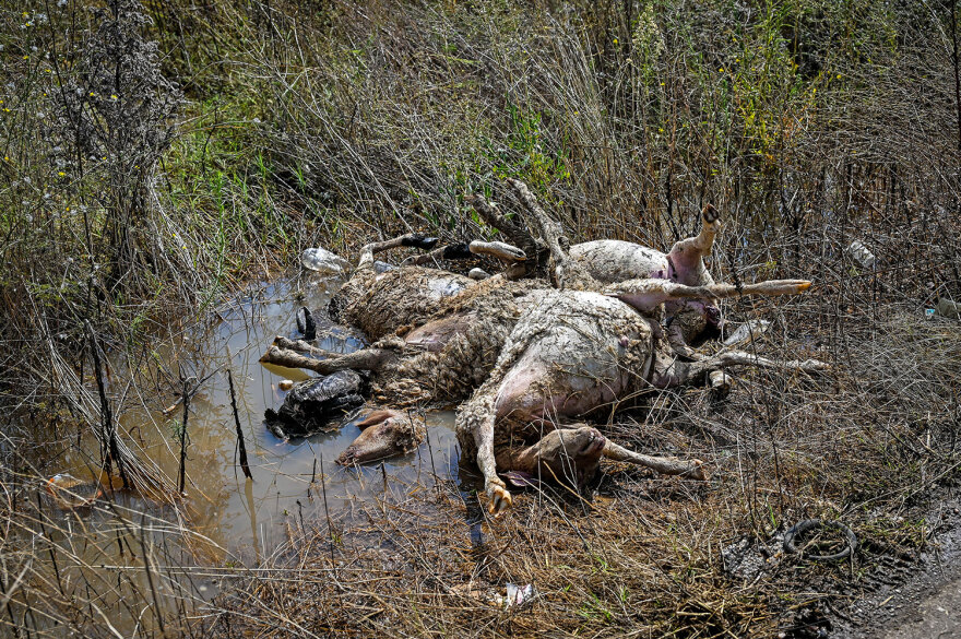Κακοκαιρία «Daniel»: Νεκρά ζώα παντού στη Θεσσαλία - Μπήκε και ο στρατός στη «μάχη» της περισυλλογής - Δείτε φωτογραφίες