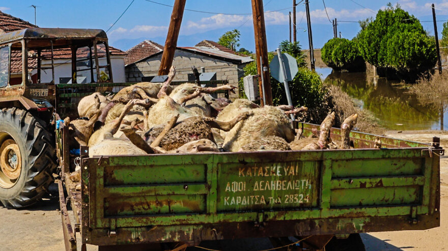Κακοκαιρία «Daniel»: Νεκρά ζώα παντού στη Θεσσαλία - Μπήκε και ο στρατός στη «μάχη» της περισυλλογής - Δείτε φωτογραφίες