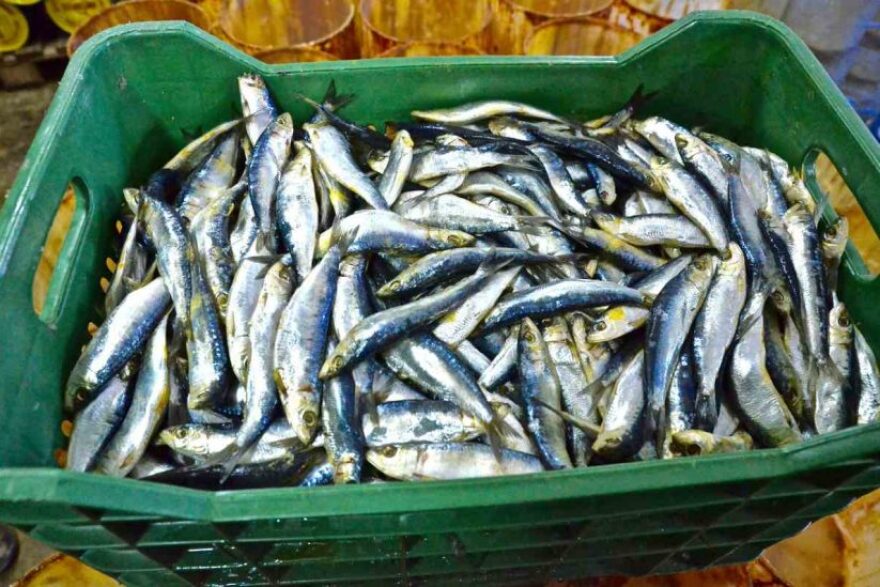 Λέσβος: Η σαρδέλα Καλλονής, προς ένταξη στα προϊόντα Προστατευόμενης Ονομασίας Προέλευσης 