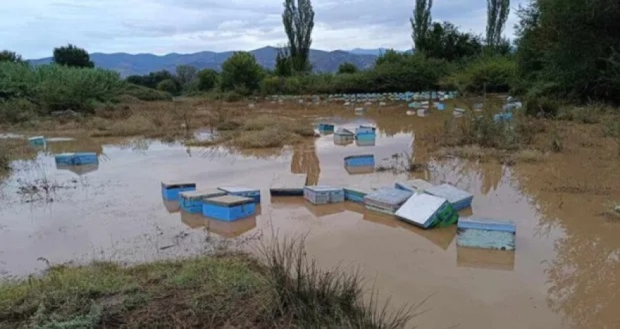 Κακοκαιρία «Daniel» - Θεσσαλία: Τεράστιες ζημιές στη μελισσοκομία - Τουλάχιστον 45.000 μελίσσια έχουν καταστραφεί