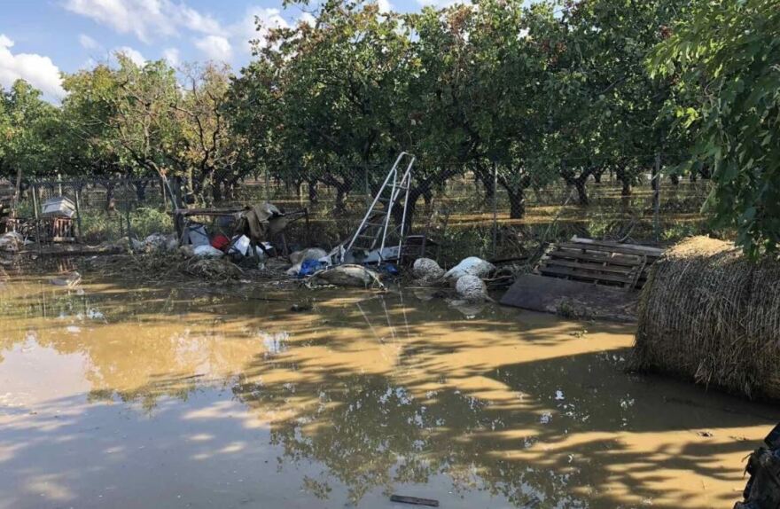 Κακοκαιρία Daniel: Σε απόγνωση οι κτηνοτρόφοι στην Καρδίτσα - Χιλιάδες νεκρά ζώα