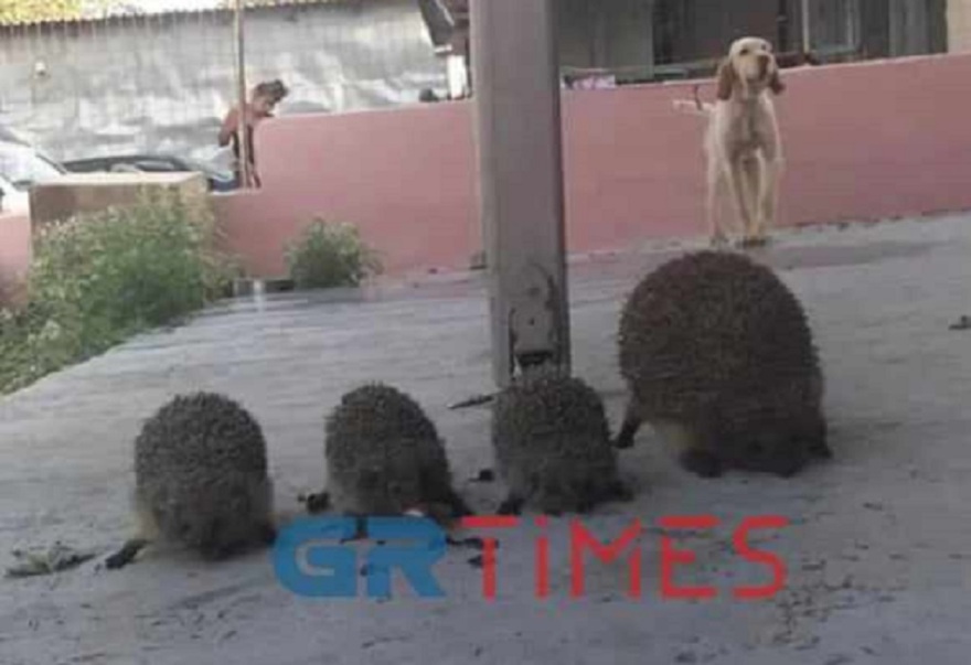 Θεσσαλονίκη: Δικογραφία σε βάρος Ρομά που σούβλισε και έψησε σκαντζόχοιρους