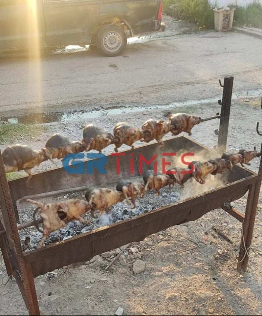 Θεσσαλονίκη: Δικογραφία σε βάρος Ρομά που σούβλισε και έψησε σκαντζόχοιρους