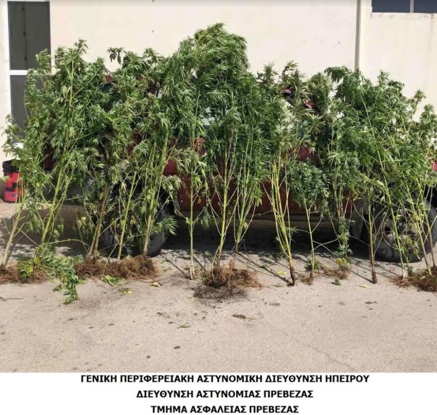 Η «Έβελιν» βρήκε χασισοφυτεία και ποσότητες κάνναβης στην Πρέβεζα