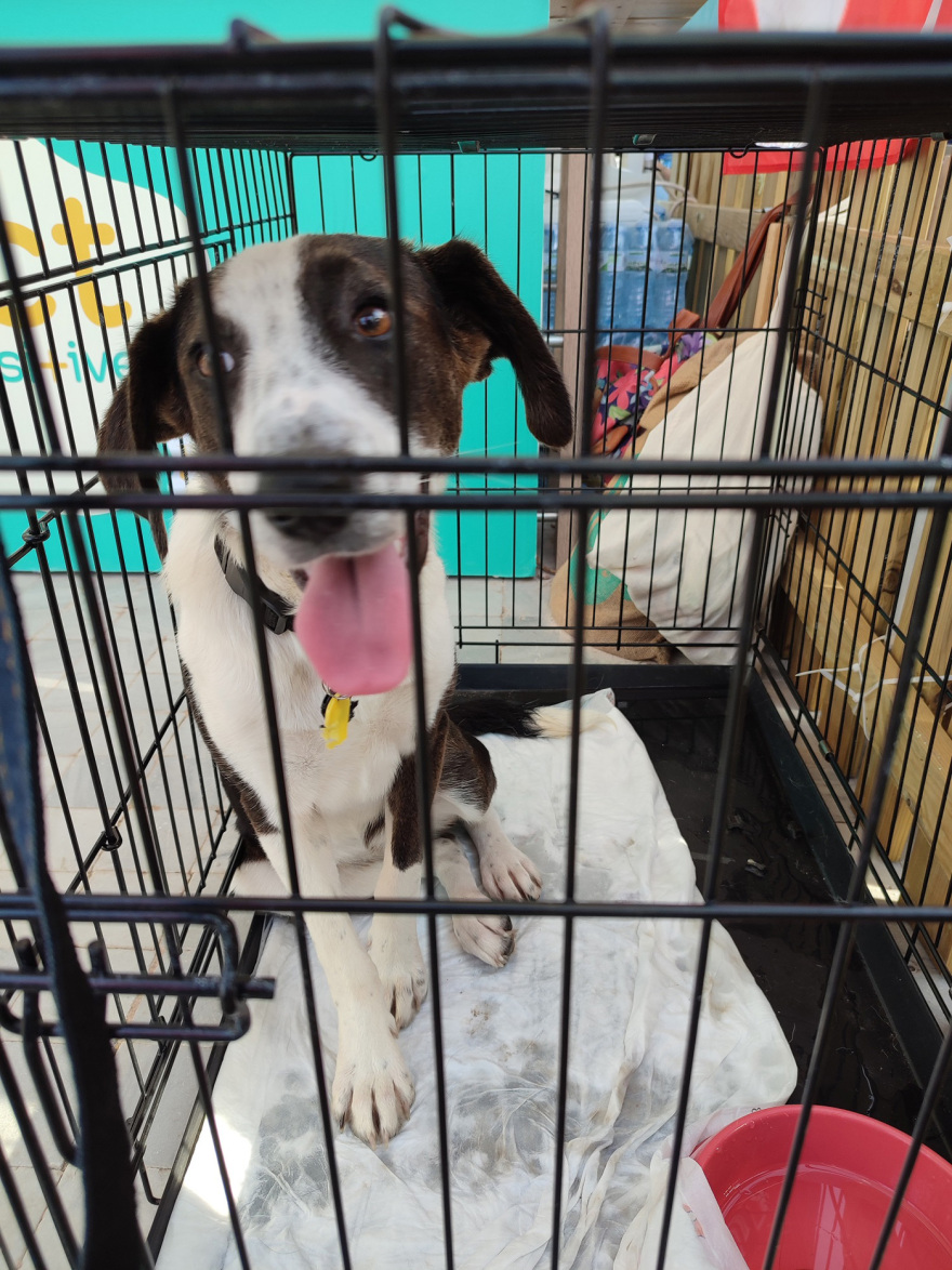 Με επιτυχία ολοκληρώθηκαν οι Ημέρες Υιοθεσίας των Pet City  στο Woof Festival για τα πυρόπληκτα και πλημμυροπαθή ζώα