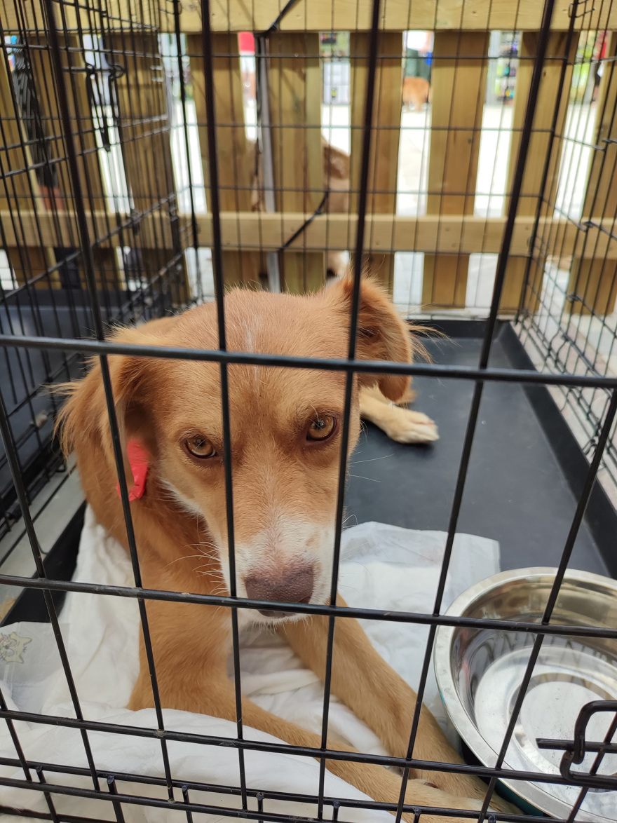 Με επιτυχία ολοκληρώθηκαν οι Ημέρες Υιοθεσίας των Pet City  στο Woof Festival για τα πυρόπληκτα και πλημμυροπαθή ζώα