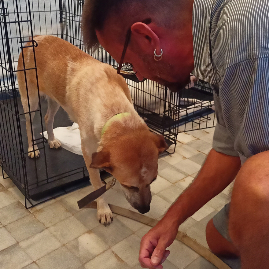 Με επιτυχία ολοκληρώθηκαν οι Ημέρες Υιοθεσίας των Pet City  στο Woof Festival για τα πυρόπληκτα και πλημμυροπαθή ζώα