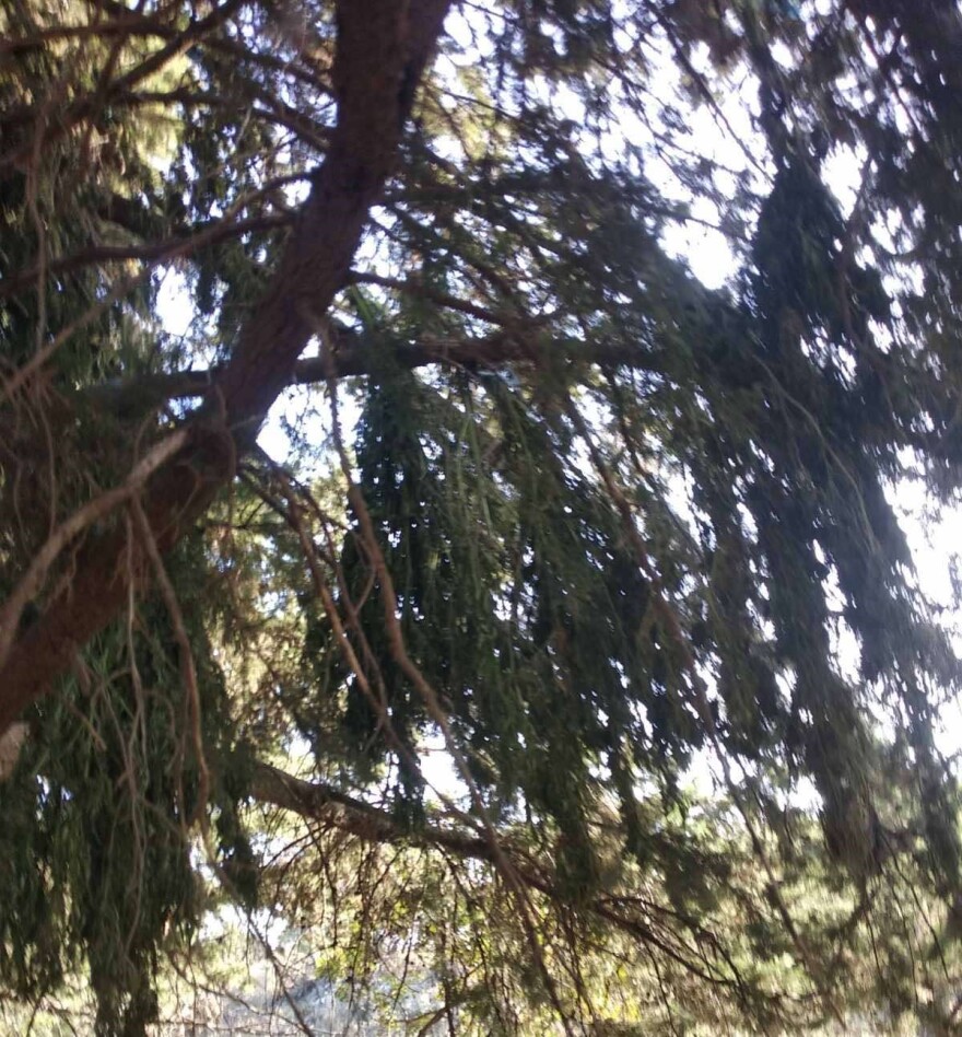 Χανιά: Χασισοφυτεία με θηριώδη δενδρύλλια - Κατασχέθηκαν πάνω από 10 κιλά κάνναβης (φωτογραφίες)