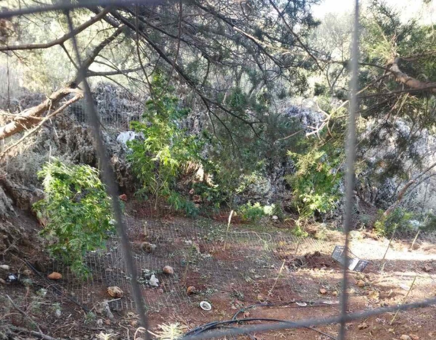 Χανιά: Χασισοφυτεία με θηριώδη δενδρύλλια - Κατασχέθηκαν πάνω από 10 κιλά κάνναβης (φωτογραφίες)