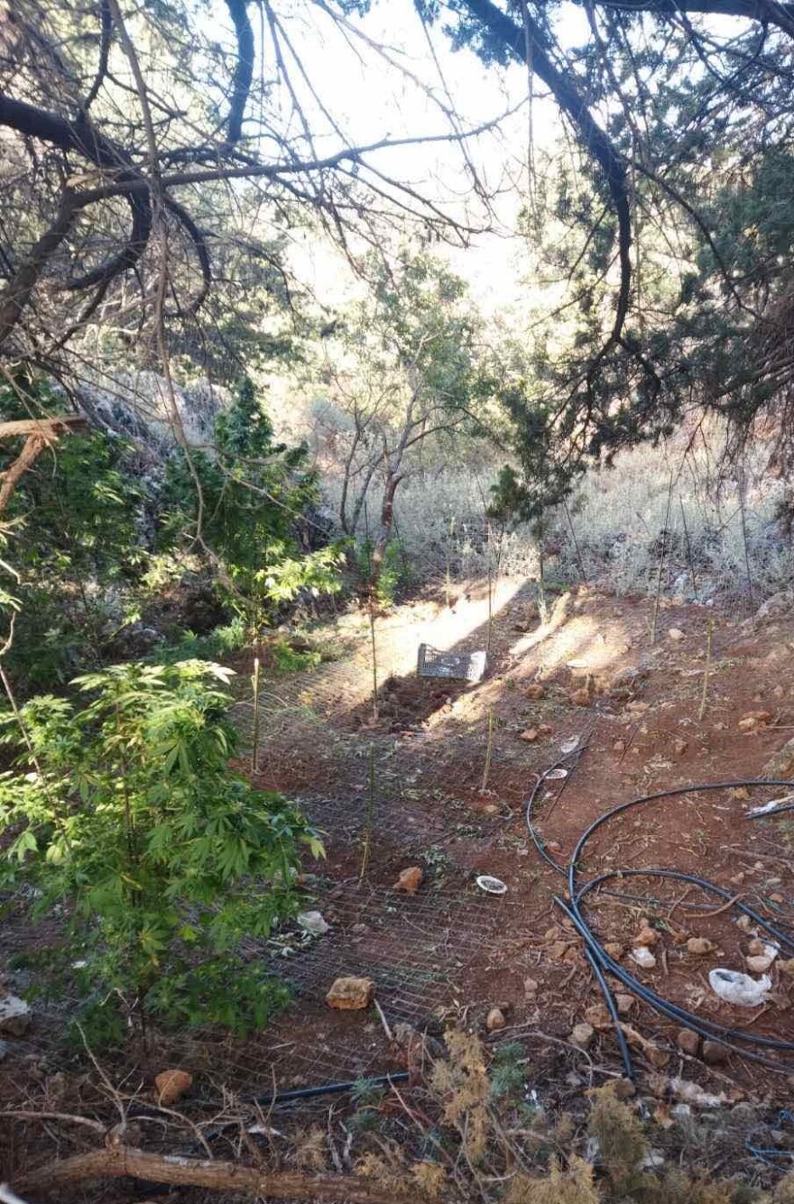 Χανιά: Χασισοφυτεία με θηριώδη δενδρύλλια - Κατασχέθηκαν πάνω από 10 κιλά κάνναβης (φωτογραφίες)